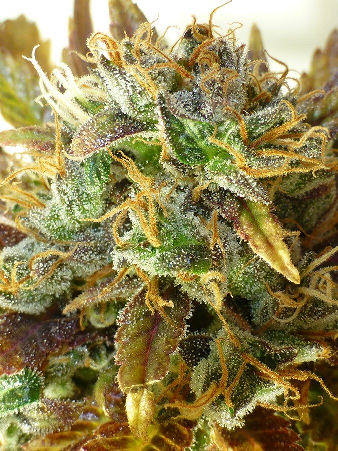 An image of Auto Sour Diesel Haze