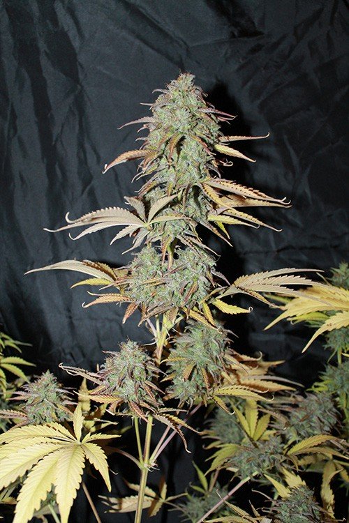 An image of Auto UK Cheese