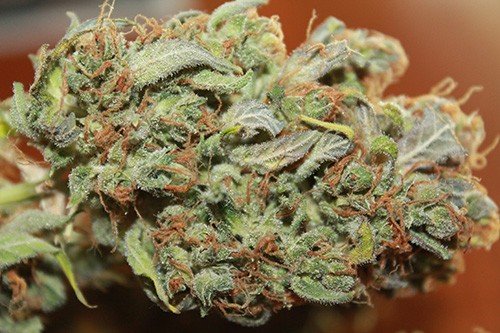 An image of Auto White Widow