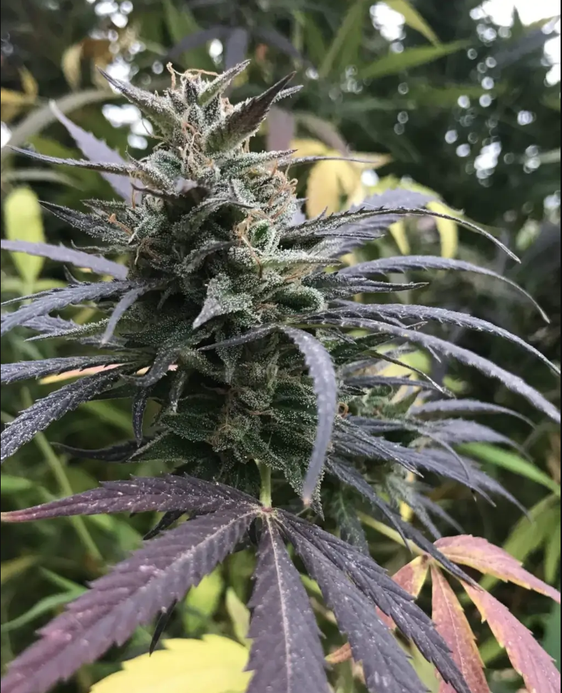 An image of Blue Dream