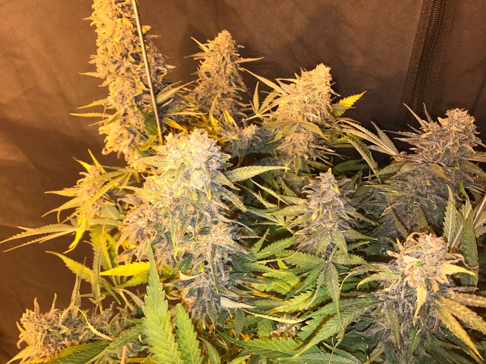 An image of C99 x Blueberry FAST
