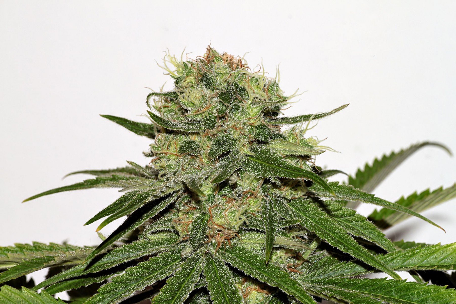 An image of CBD Critical Mass