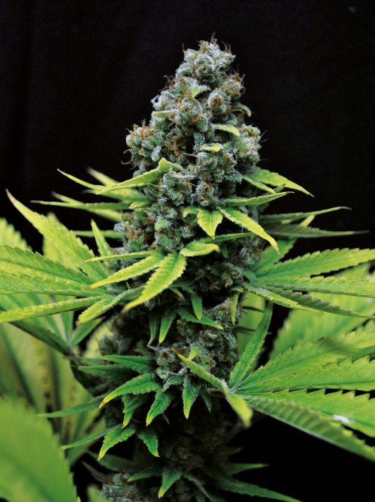 An image of CBD Shark Shock