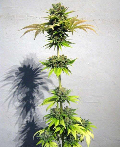 An image of California Orange