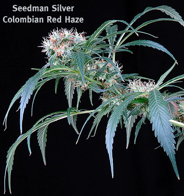 An image of Colombian Red Haze