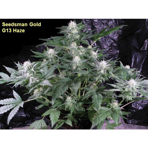 An image of G13 Haze