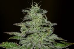 An image of Girl Scout Crack