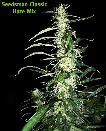 An image of Haze Mix