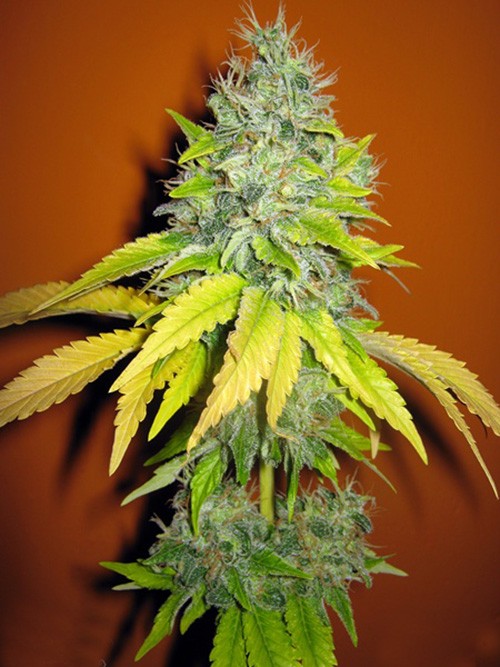 An image of Jack Herrer