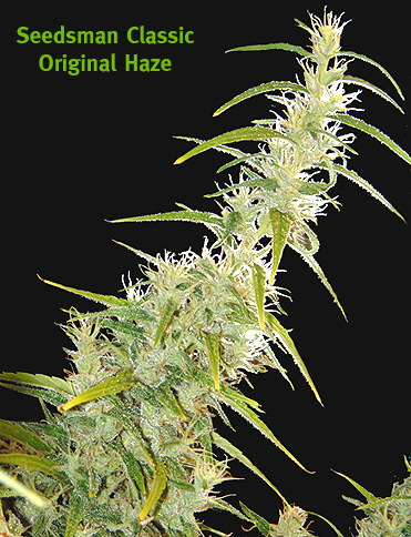 An image of Original Haze
