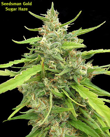 An image of Sugar Haze