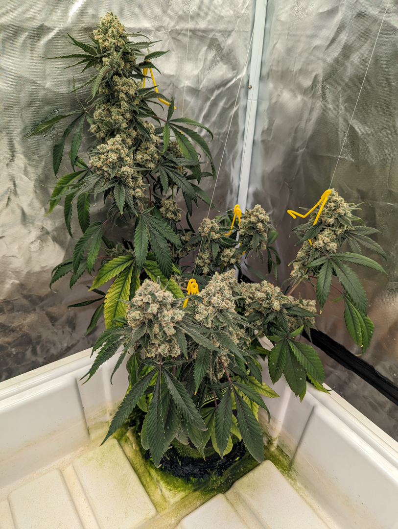An image of Daydream Kush