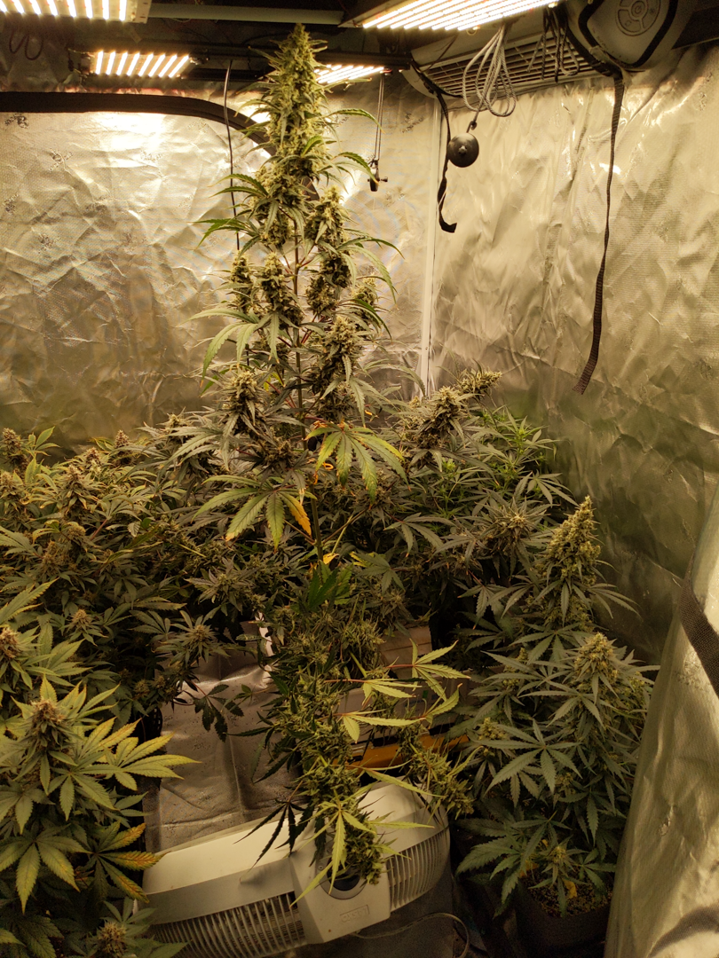 An image of Lemon Cheese Haze