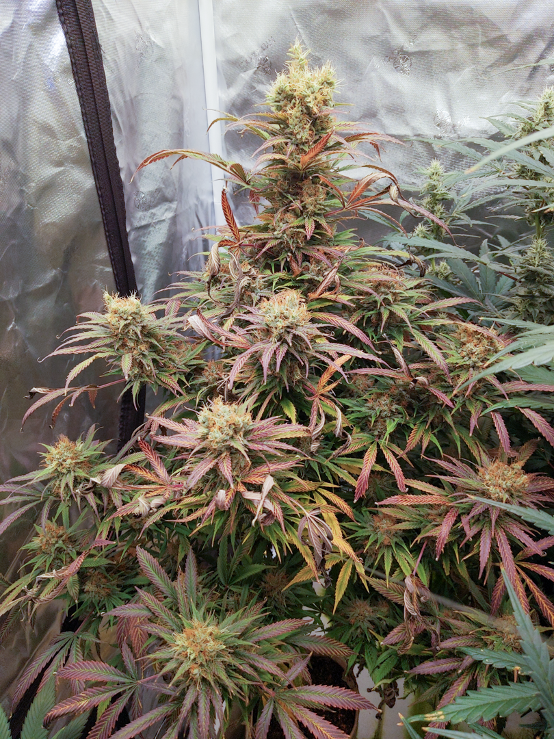 An image of NL5Haze x SensiStar