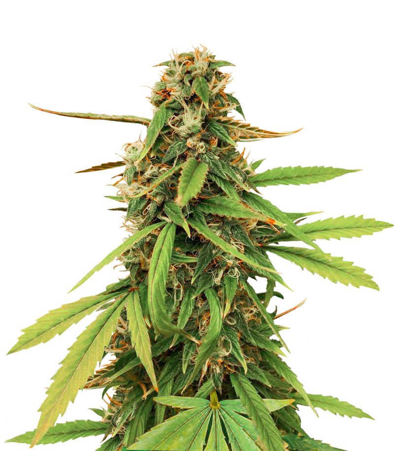 An image of Amnesia Lemon Auto