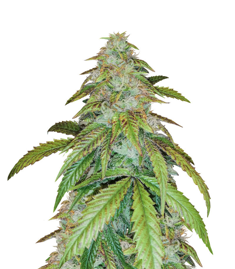 An image of Gelato