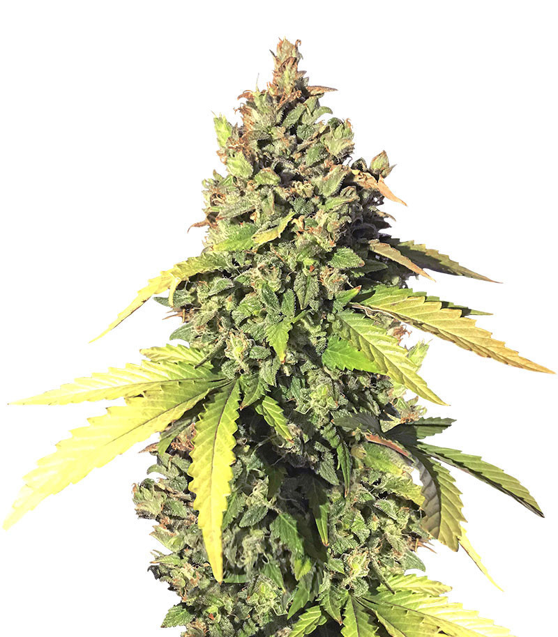 An image of Gorilla Auto