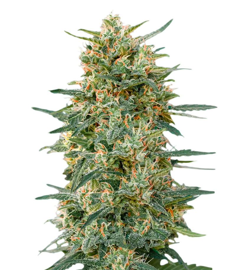 An image of Gorilla Fast Version