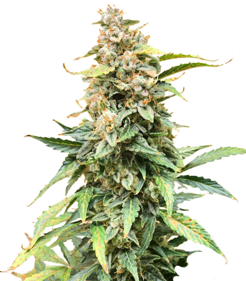 An image of Northern Lights Auto