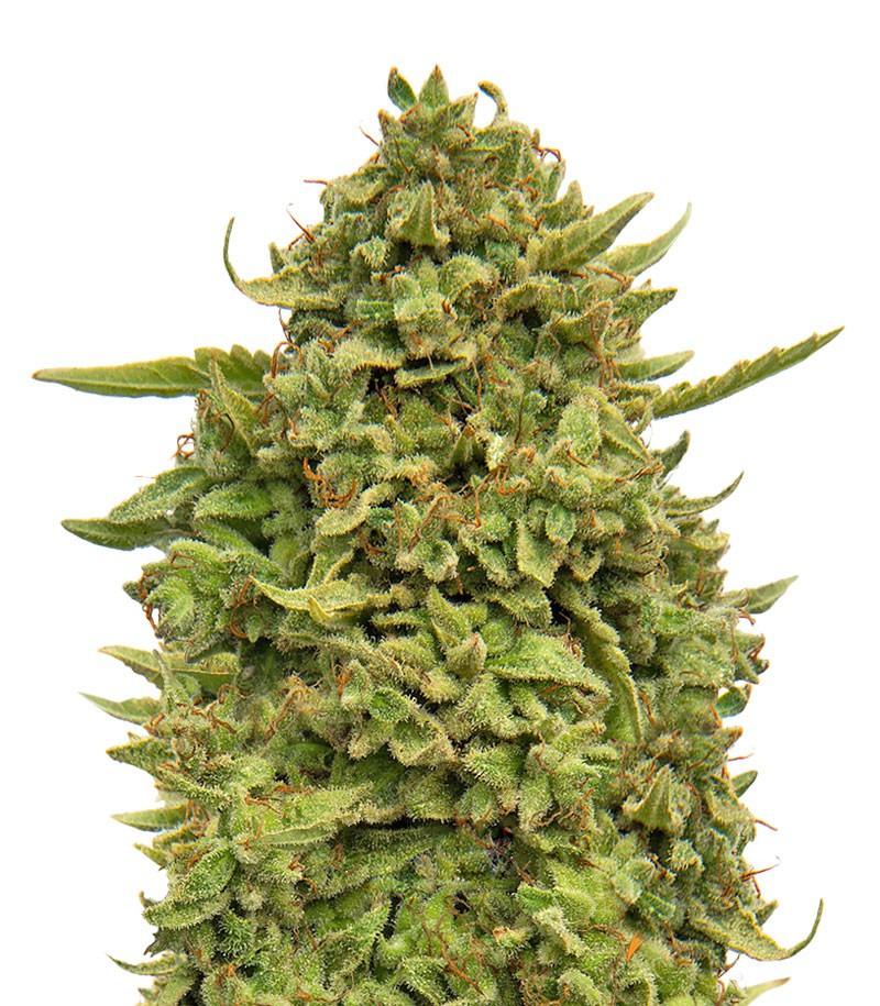 An image of Pineapple Chunk