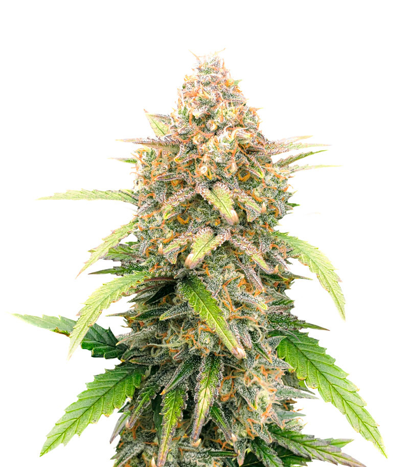 An image of Super Lemon Haze Auto