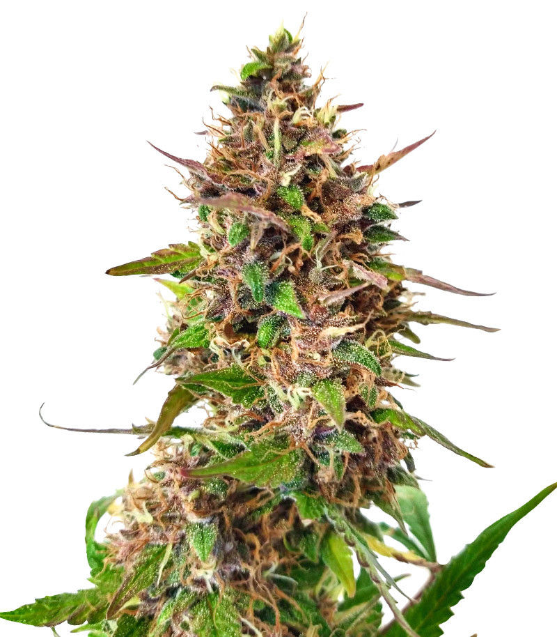 An image of Wedding Cake Auto