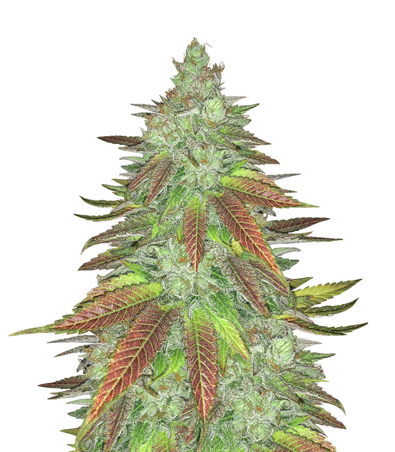 An image of Zkittlez