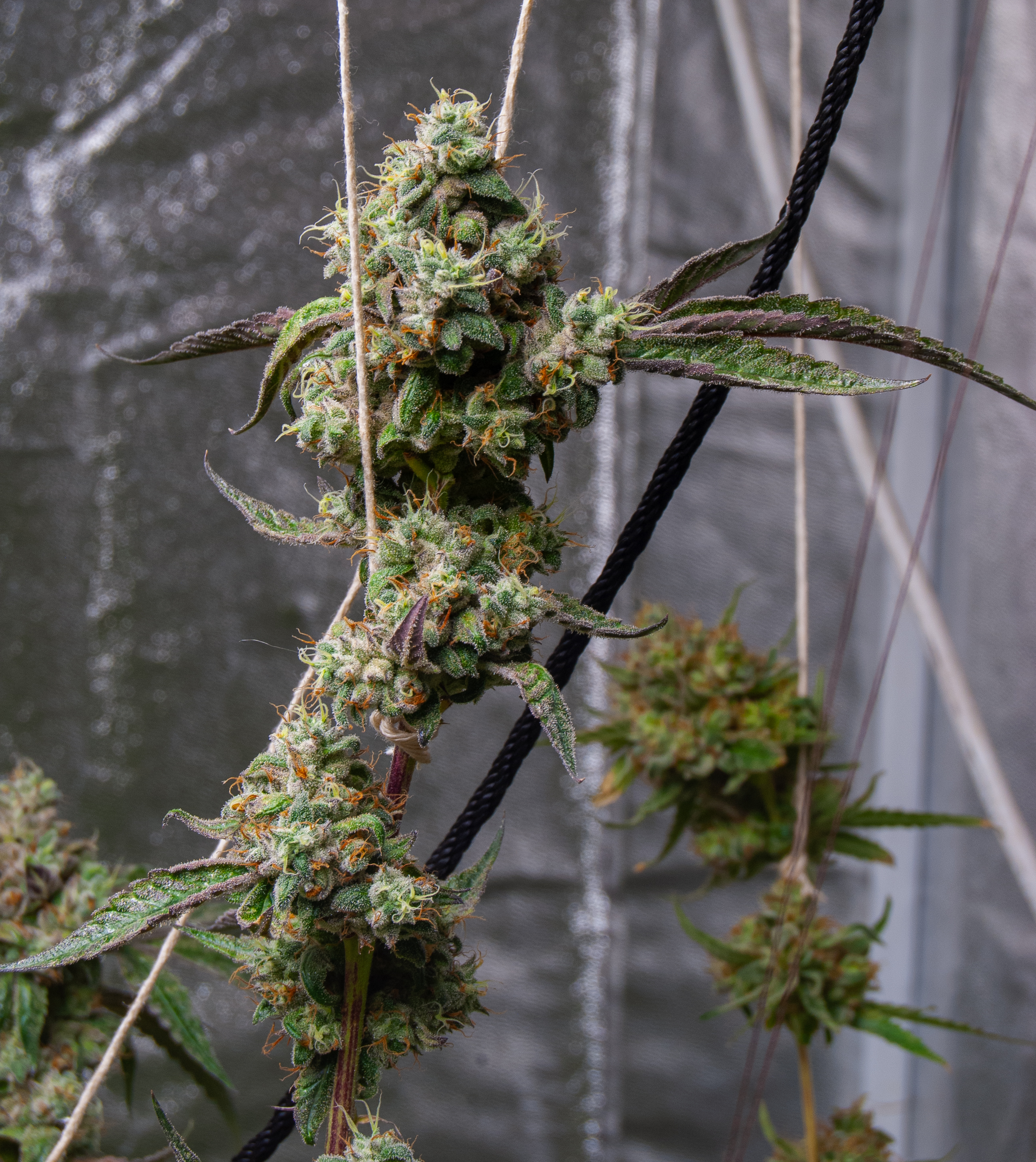 An image of Lemon Cherry Geisha