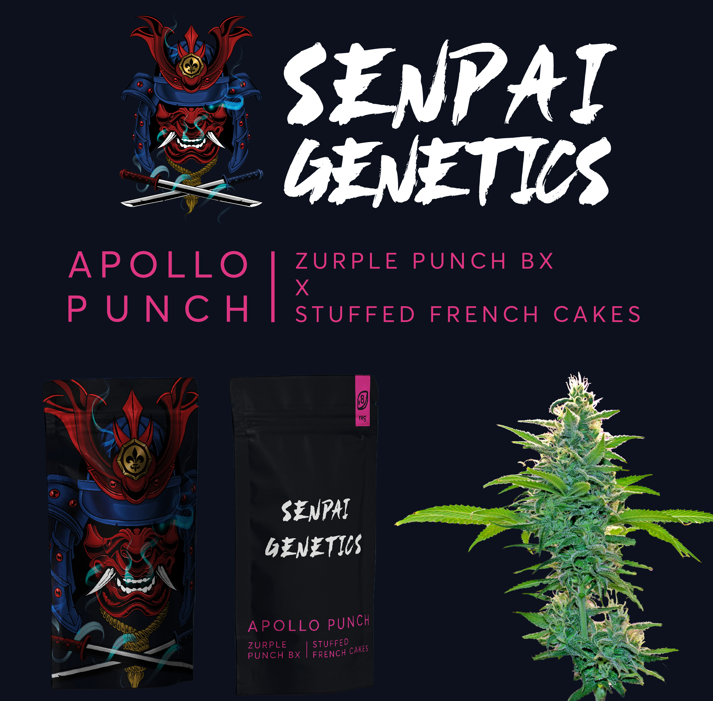 Apollo Punch (Senpai Genetics) :: Cannabis Strain Info
