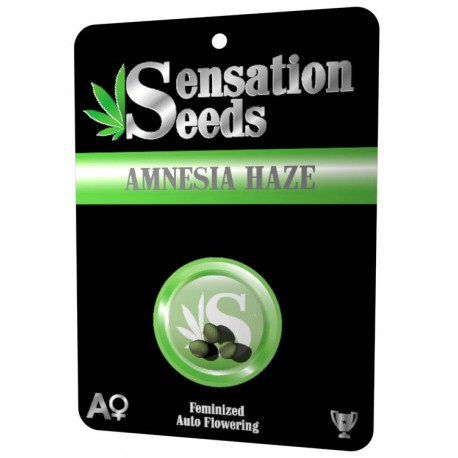 An image of Amnesia Haze Auto