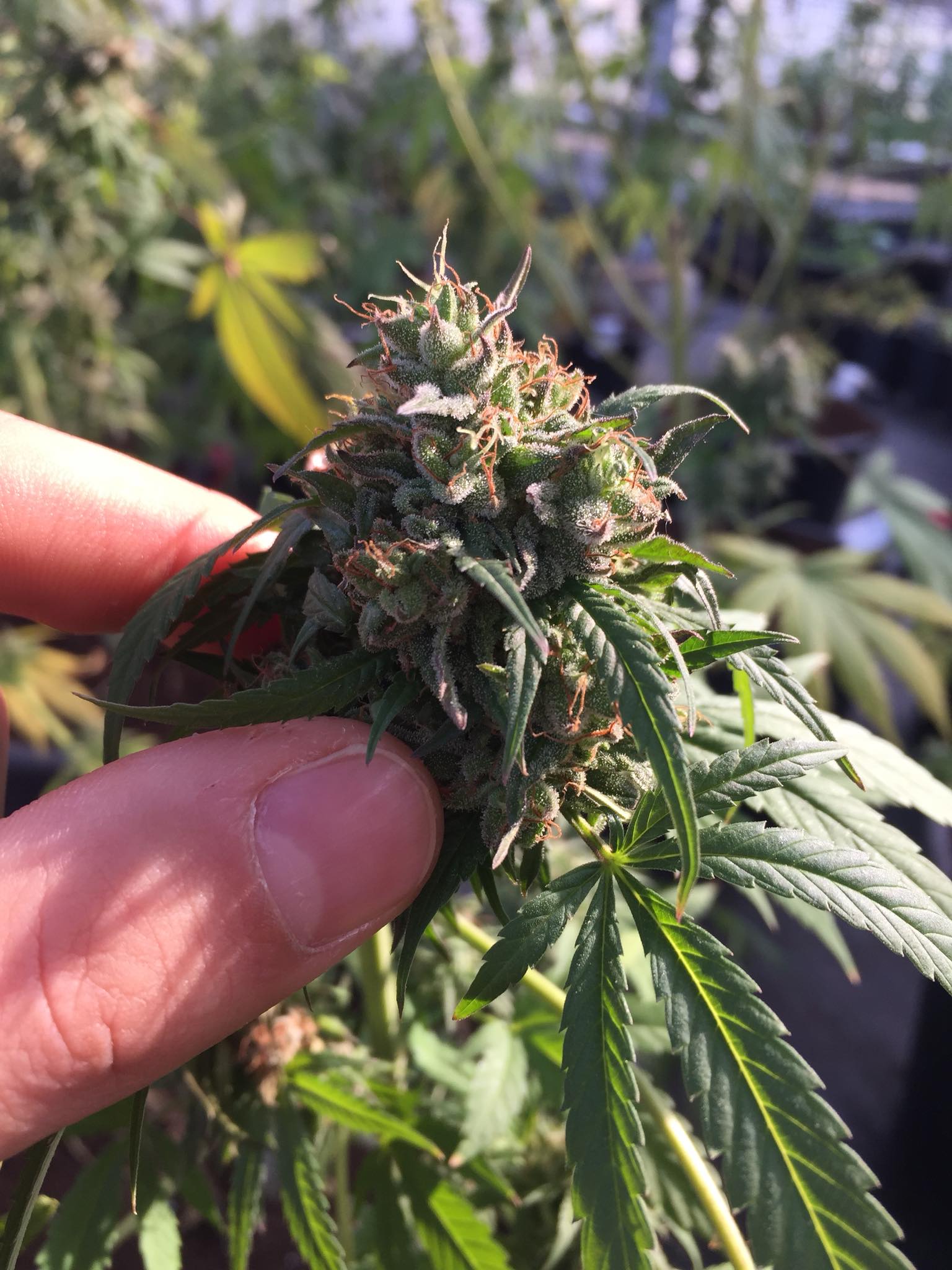 An image of Frullato CBD