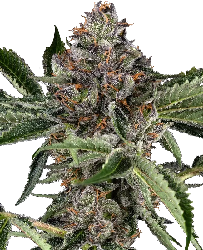 An image of Papaya Jealousy