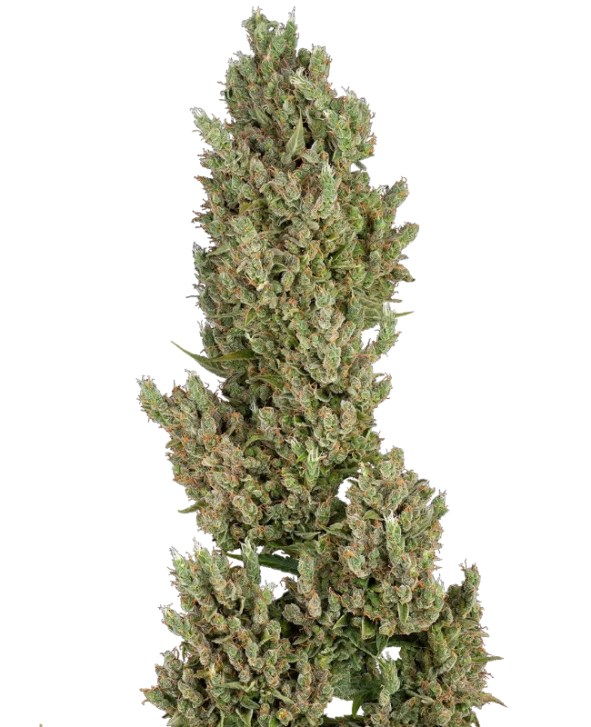 An image of Sensi Supreme Jack Automatic