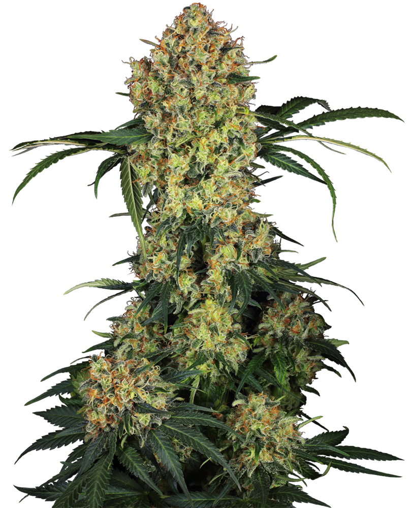 An image of Aloha OG