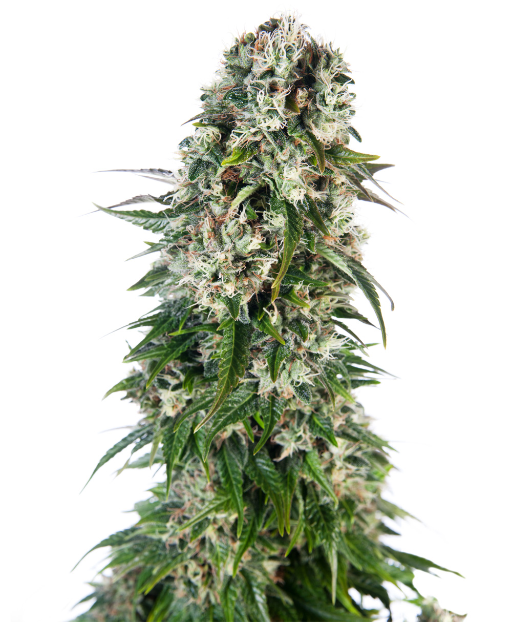 An image of Big Bud Automatic