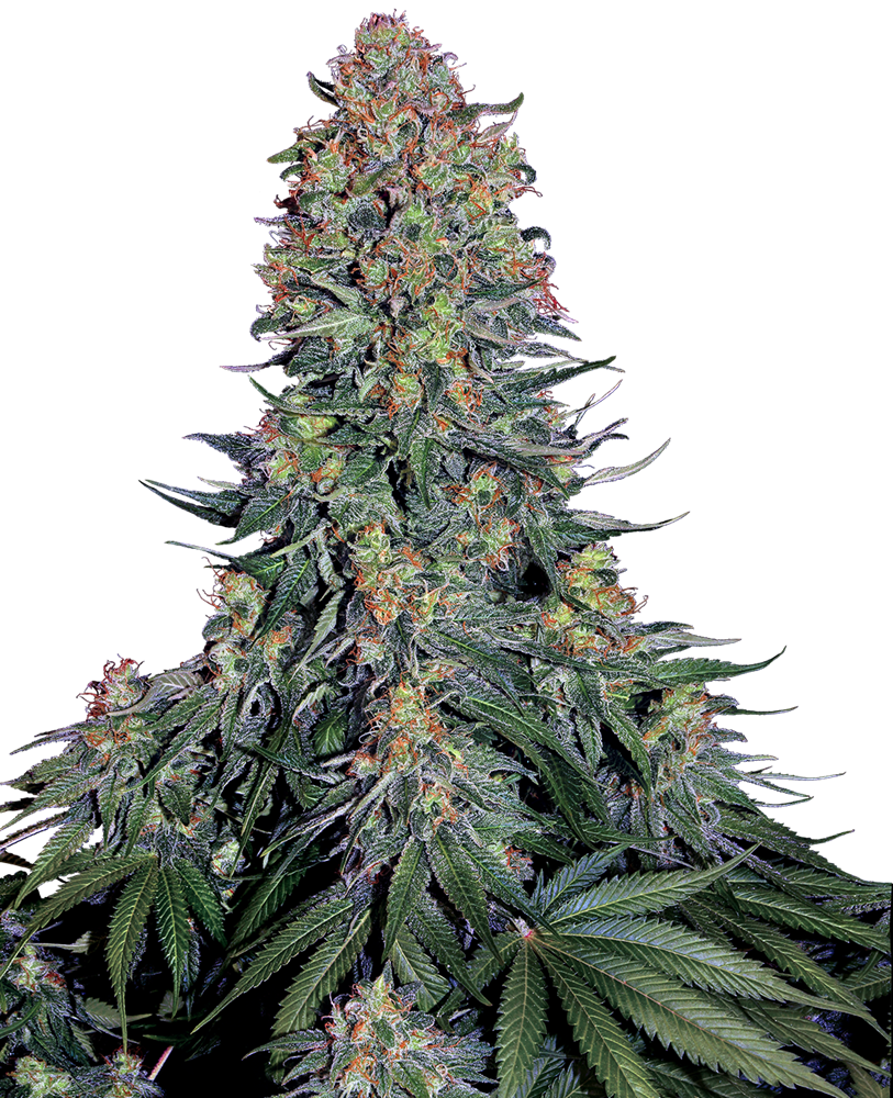 An image of Blue Skunk