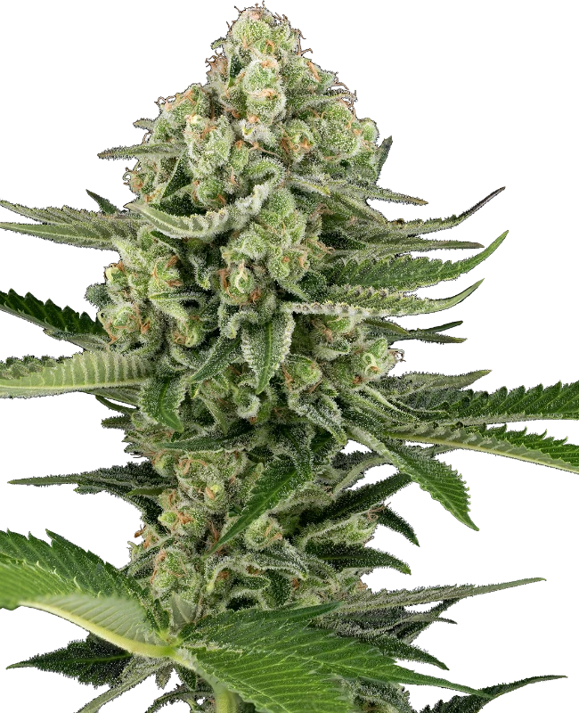 An image of Candy Buds Automatic