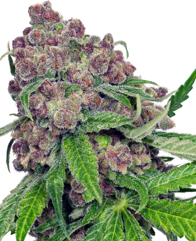 An image of Cherry Bacio