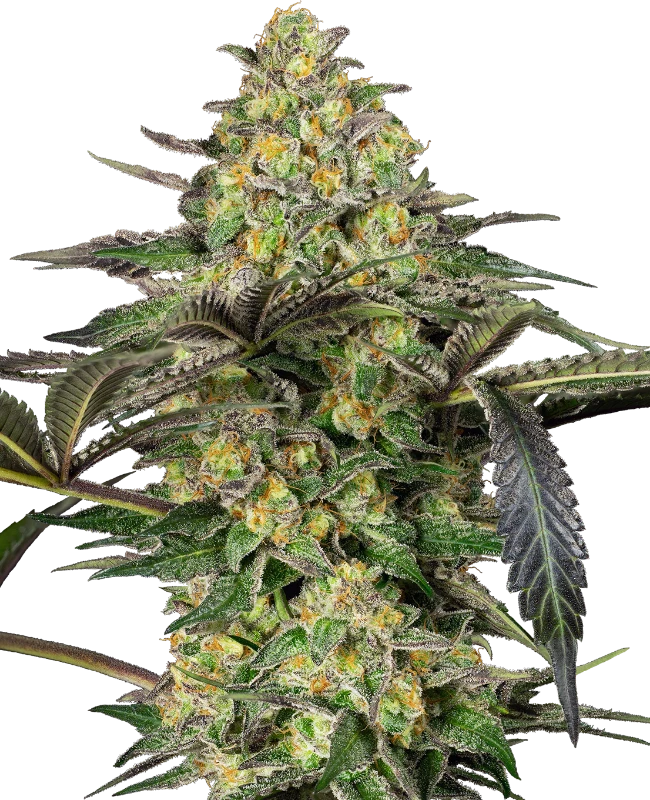 An image of Grapevine Candy