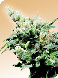 An image of Hash Plant