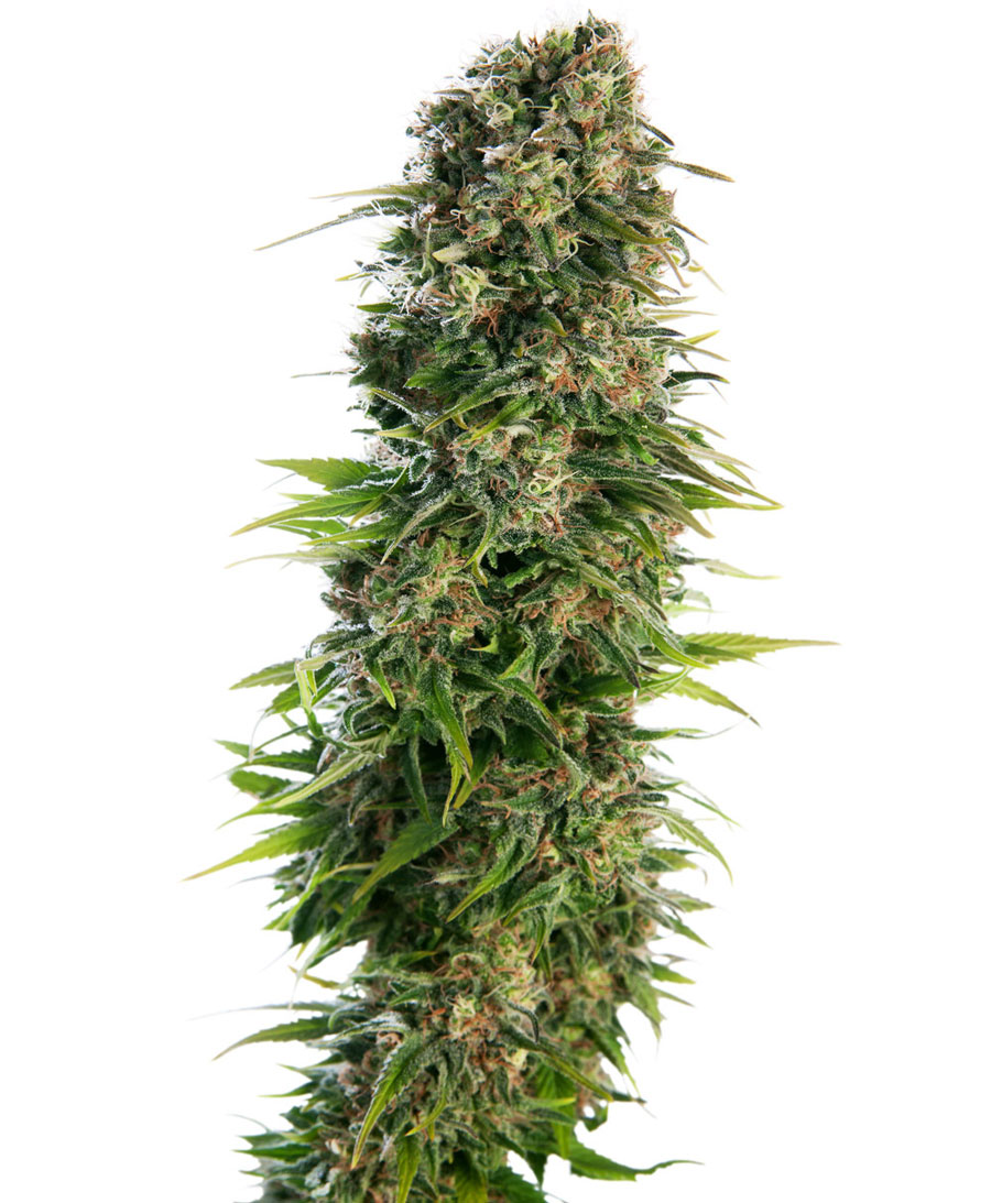 An image of Hindu Kush Automatic