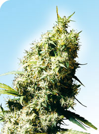 An image of Jamaican Pearl