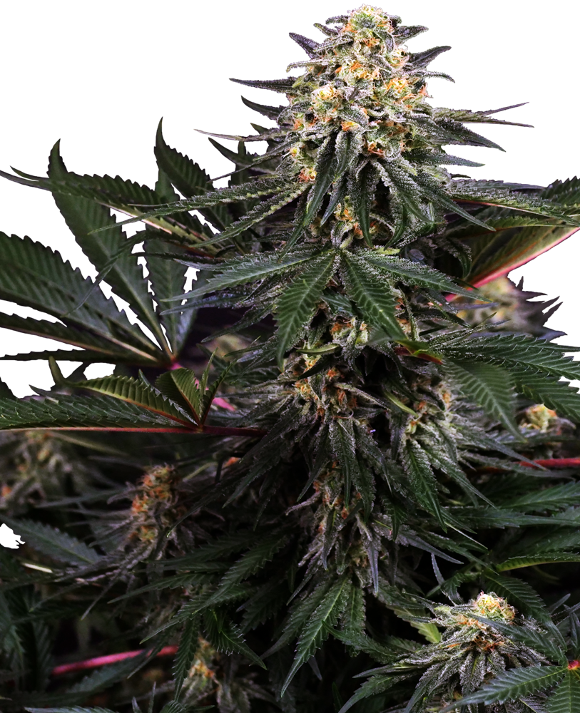 An image of Lockdown Kush