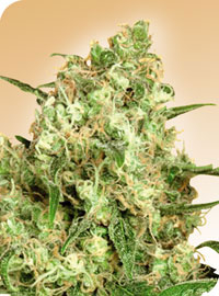 An image of Maple Leaf Indica