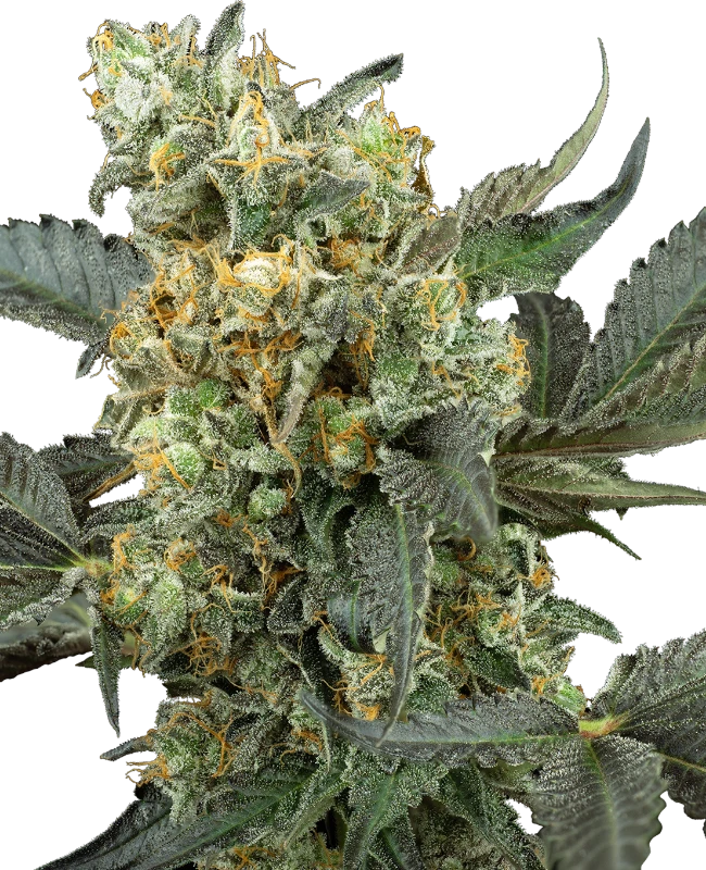 An image of Mimosa Sunrise XXL Automatic
