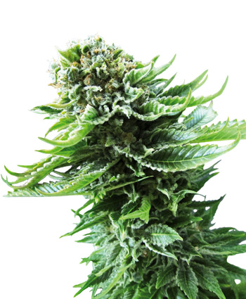 An image of Northern Lights Automatic