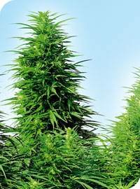 An image of Ruderalis Skunk