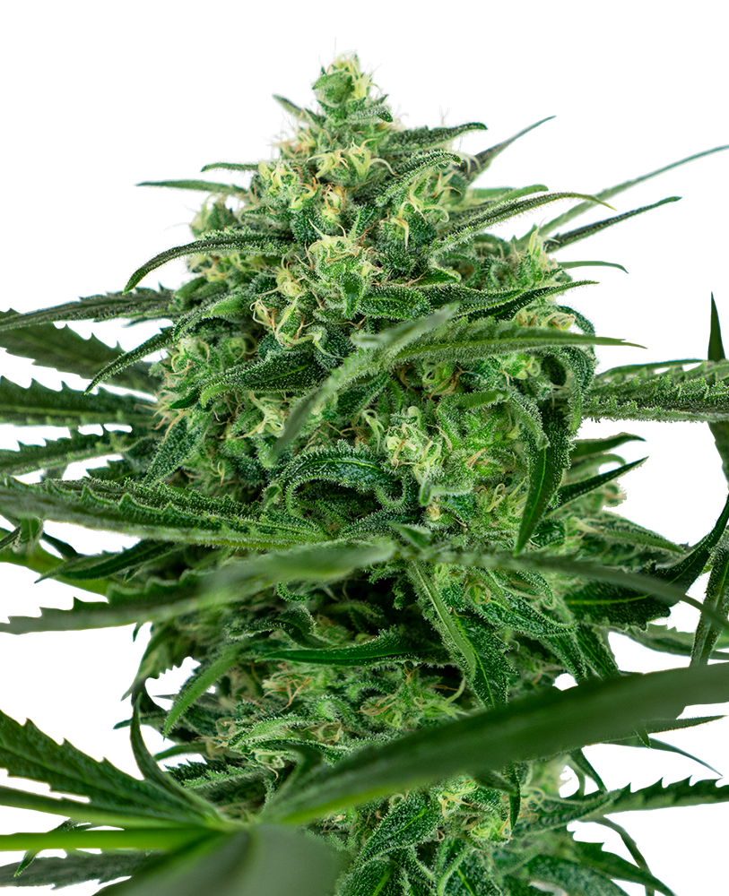 An image of Sensi Amnesia