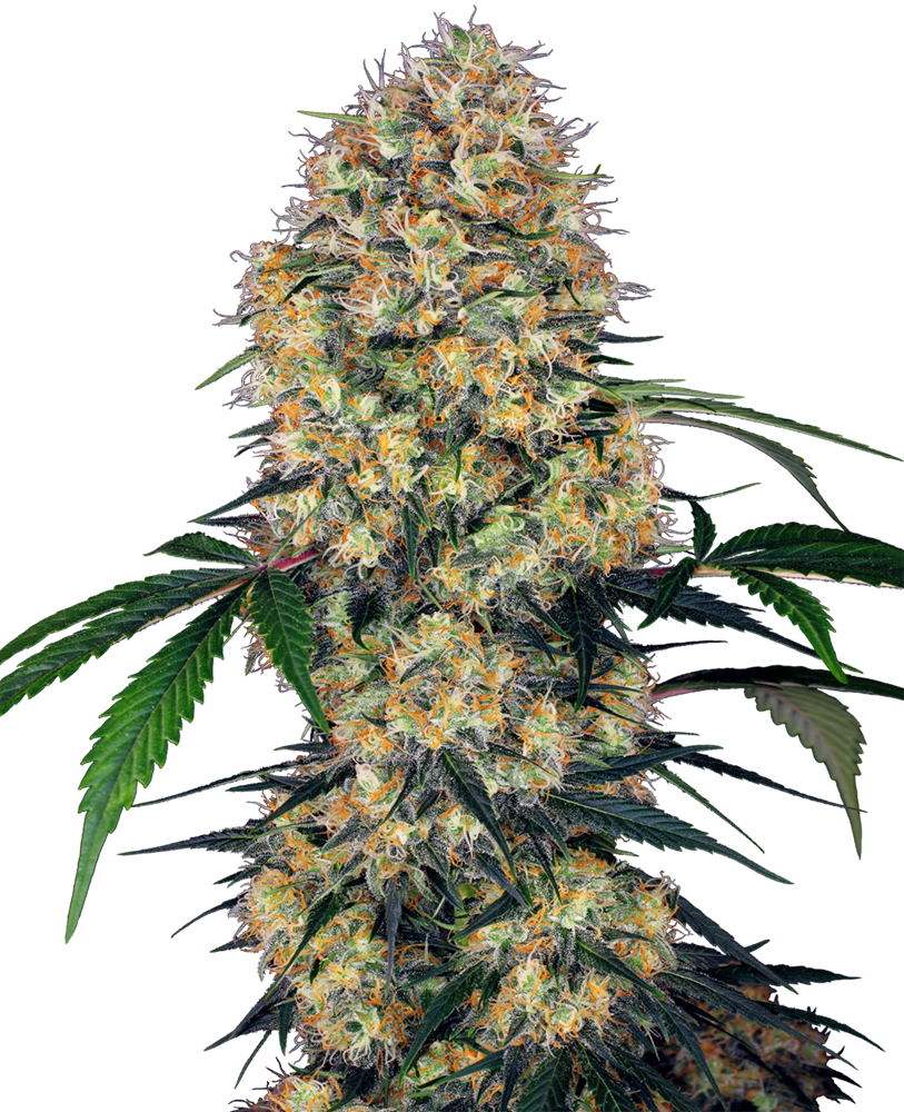 An image of Sensi Amnesia XXL Automatic