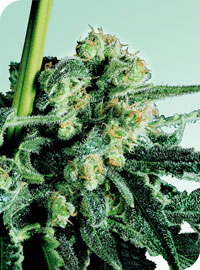 An image of Sensi Skunk